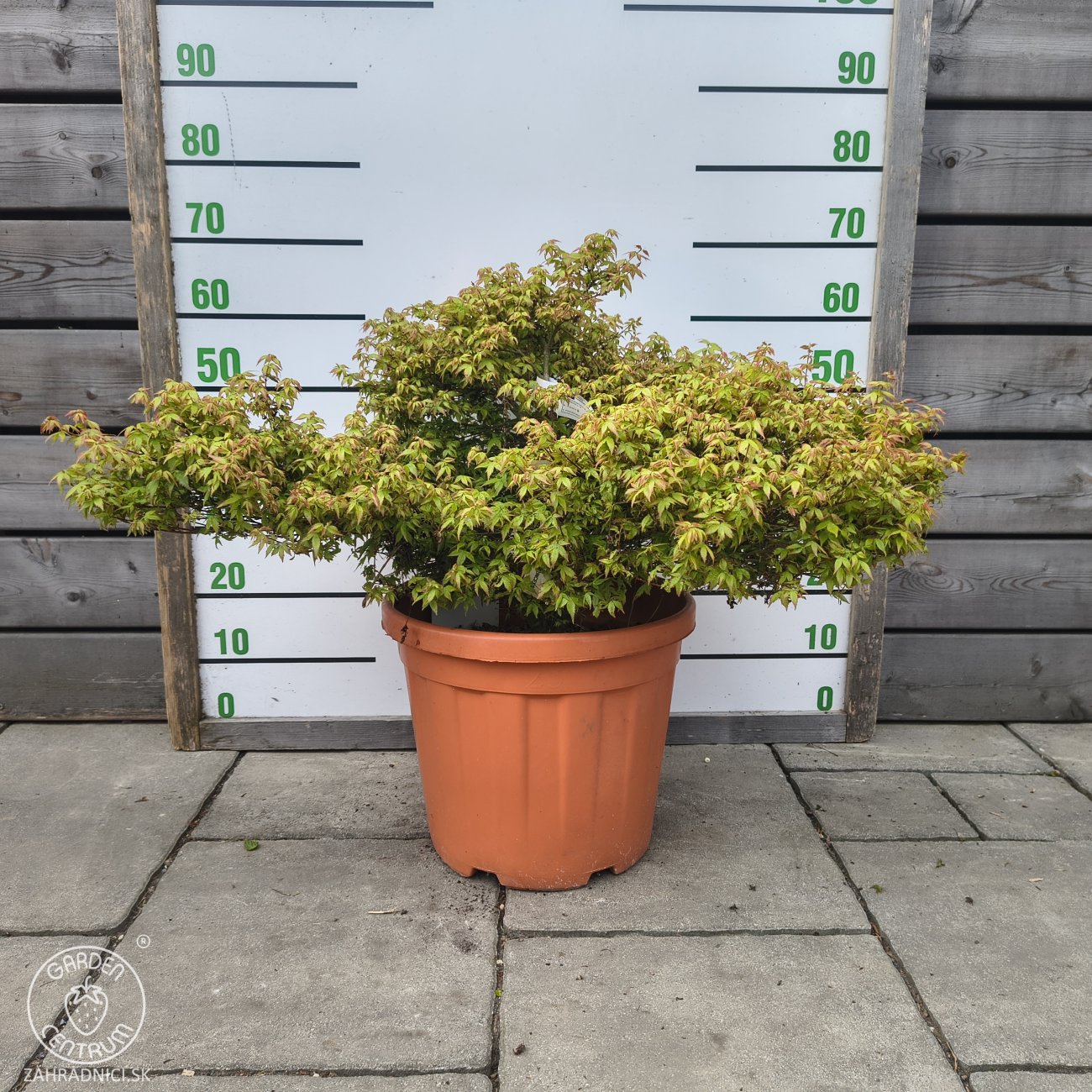 Obrázok Javor dlaňolistý (Acer palmatum) ´LITTLE PRINCESS´ - výška 50-60 cm, ⌀ 80-90 cm, kont. C25L
